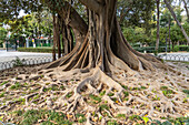 Riesige Wurzeln eines Gummibaum im María Luisa Park, Sevilla, Andalusien, Spanien 