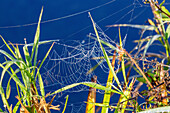 Morning dew in sunlight on spider web and reed plant in Upper Bavaria in Germany
