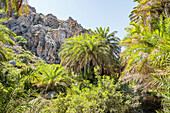 \nPreveli palm forest, Rethymno, Crete, Greek Islands, Greece