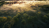 Fog and first sunlight in the forest of Gotland in the morning, aerial view, Sweden