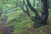 Verwachsener Baum steht an einem kleinen Waldweg im Nebel. Grüner Blätter am Baum. Ljungbyhed, Skane, Schweden.