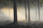 Bäume im offenen Wald stehen im Nebel. Warme Sonnenstrahlen. Kein Himmel. Byxelkrok, Öland, Schweden.