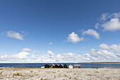 Eine Reihe einsamer Fischerhütten stehen am Steinstrand. Schäfchenwolken und blauer Himmel. Helgumannen fiskeläge. Farö, Gotlands Län, Schweden.