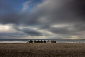 Eine Reihe einsamer Fischerhütten stehen am Steinstrand. Bedrohliche Wolken am Himmel. Helgumannen fiskeläge. Farö, Gotlands Län, Schweden.