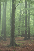 Beeches stand in the foggy forest. Green leaves on the trees. Orange foliage on the ground. Ljungbyhed, Skane, Sweden.