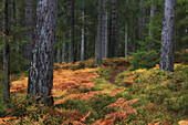 Kleiner Weg durch Wald. Herbstlicher Farn am Boden. Kein Himmel, Kronoberg, Urshult, Schweden.