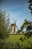 Windmill of Kindedijk in the Netherlands with the blue sky in the background and green branches and grass in the foreground