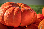 Close up of a pumpkin on the pumpkin pile