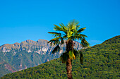 Palm Tree  and Mountain Peak Monte Generoso in Ticino, Switzerland.