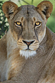 Afrikanischer Löwe, Mashatu Reserve, Botswana
