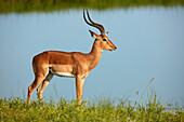 Male impala (Aepyceros melampus melampus), Chobe River, Chobe National Park, Botswana, Africa