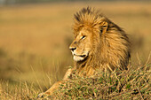 Erwachsener männlicher Löwe ruht auf Termitenhügel, Masai Mara, Kenia, Afrika, Panthera leo
