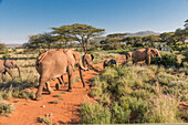 Africa, Kenya, Samburu National Reserve. Elephants in Savannah.(Loxodonta Africana). Tourists photographing.