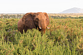 Africa, Kenya, Samburu National Reserve. Elephants in Savannah. (Loxodonta Africana).