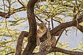 Afrika, Kenia, Samburu-Nationalreservat. Afrikanischer Leopard (Panthera Pardus Pardus) im Baum.