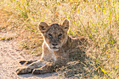 Africa, Kenya, Masai Mara National Reserve. African Lion (Panthera Leo) cubs.