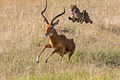 Africa, Kenya, Masai Mara, Cheetah (Acinonyx Jubatus) chasing Impala (Aepyceros Melampus).