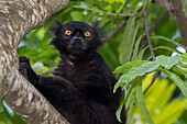Madagascar, Nosy Be (Big Island) off the northwest coast of mainland Madagascar. Wild black lemur, male (Eulemur macaco).