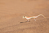 Afrika, Namibia, Namib-Wüste. Palmetto-Gecko auf Sand