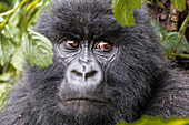 Afrika, Ruanda, Distrikt Musanze, Volcanoes National Park, Ruhengeri, Kinigi. Gorilla, beringei beringei, Berggorilla.