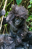 Gorilla mother with 6-month-old baby in the forest, Parc National des Volcans, Rwanda