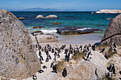 Südafrika, Kapstadt, Simons Town, Boulders Beach. Afrikanische Pinguinkolonie (Spheniscus Demersus).