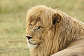Blonder erwachsener männlicher Löwe, Panthera leo, Serengeti Nationalpark, Tansania, Afrika