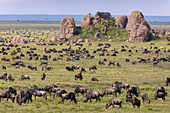 Huge wildebeest herd during migration, Serengeti National Park, Tanzania, Africa