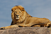 Erwachsener männlicher Löwe auf Kopje, Serengeti Nationalpark, Tansania, Afrika