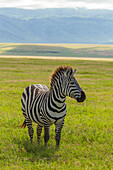 Afrika, Tansania, Ngorongoro-Krater. Steppenzebra im Feld