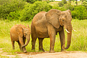 Afrika, Tansania, Tarangire-Nationalpark. Erwachsener und Baby des afrikanischen Elefanten
