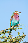 Africa, Tanzania. Portrait of a lilac-breasted roller.