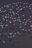 Afrika, Tansania, Luftaufnahme der Herde von Zwergflamingos (Phoenicoparrus minor), die über dem flachen Salzwasser des Lake Natron fliegen