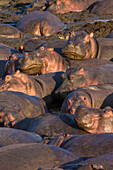 Africa. Tanzania. Hippopotamus (Hippopotamus amphibius), Serengeti National Park.