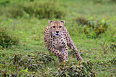 Africa. Tanzania. Cheetah (Acinonyx Jubatus) hunting on the plains of the Serengeti, Serengeti National Park.