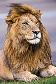 Afrika. Tansania. Männlicher afrikanischer Löwe (Panthera Leo) bei Ndutu, Serengeti-Nationalpark.