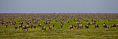 Tanzania, Wildebeest