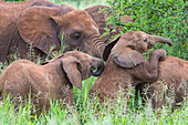 Africa. Tanzania. African elephants (Loxodonta Africana) at Tarangire National Park,