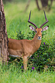 Africa. Tanzania. Male Impala (Aepyceros Melampus), Serengeti National Park.