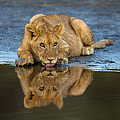 Afrika. Tansania. Afrikanische Löwen (Panthera Leo) bei Ndutu, Serengeti-Nationalpark.