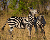Africa. Tanzania. Male Zebra stallions (Equus quagga) fighting, Serengeti National Park.