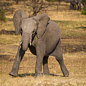 Africa. Tanzania. African elephant (Loxodonta Africana) at Serengeti National Park.