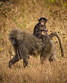 Africa. Tanzania. Olive baboon (Papio Anubis) female with baby at Serengeti National Park.