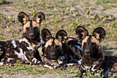 Africa. Tanzania. African wild dogs (Lycaon pictus), an endangered species, Serengeti National Park.