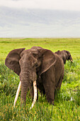 Africa. Tanzania. African elephants (Loxodonta Africana) at the crater in the Ngorongoro Conservation Area.