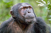 Afrika, Uganda, Kibale Forest National Park. Schimpanse (Pan troglodytes) im Wald. Kopfschuss, Gesicht.
