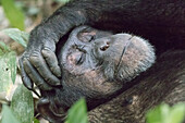 Africa, Uganda, Kibale Forest National Park. Chimpanzee (Pan troglodytes) in forest. Head-shot, face.