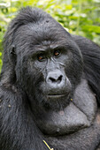 Afrika, Uganda, Bwindi Impenetrable Forest und Nationalpark. Berg- oder östlicher Gorilla, Gorilla beringei.
