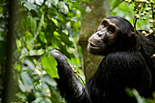Afrika, Uganda, Kibale-Nationalpark, Ngogo-Schimpansenprojekt. Junger erwachsener männlicher Schimpanse schaut über seine Schulter, während er Feigen (Ficus capensis) isst.