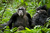 Afrika, Uganda, Kibale-Nationalpark, Ngogo-Schimpansenprojekt. Als sie die Rufe einer Schimpansengruppe in der Nähe hören, antworten ein Weibchen und ihre Gefährten mit ihren eigenen Keuchhusten-Vokalisierungen.